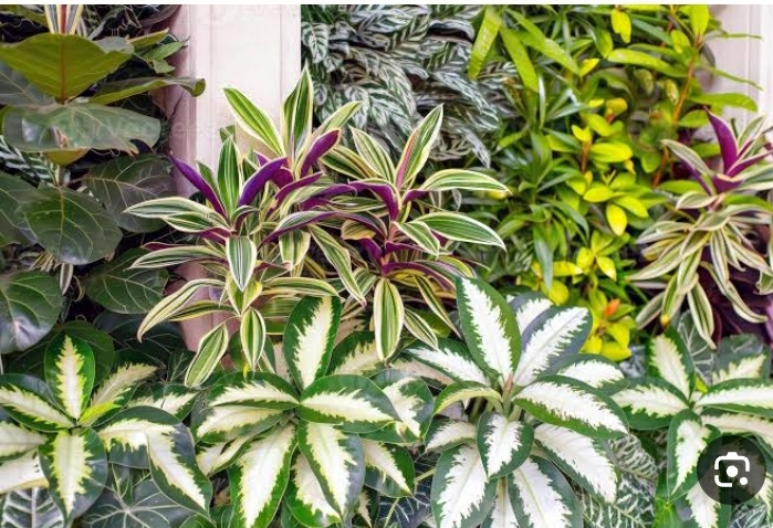 صادرات ۹ محموله گیاهان زینتی از گیلان