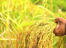 مهندس کوچکی نژاد در نامه ای از وزیر جهاد کشاورزی خواستار شد: در دولت وفاق ملی فروش بی دغدعه محصول تولیدی برنج نیازمند توجه ویزه دولتمردان می باشد