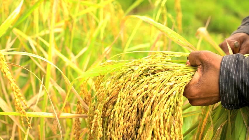 مهندس کوچکی نژاد در نامه ای از وزیر جهاد کشاورزی خواستار شد: در دولت وفاق ملی فروش بی دغدعه محصول تولیدی برنج نیازمند توجه ویزه دولتمردان می باشد