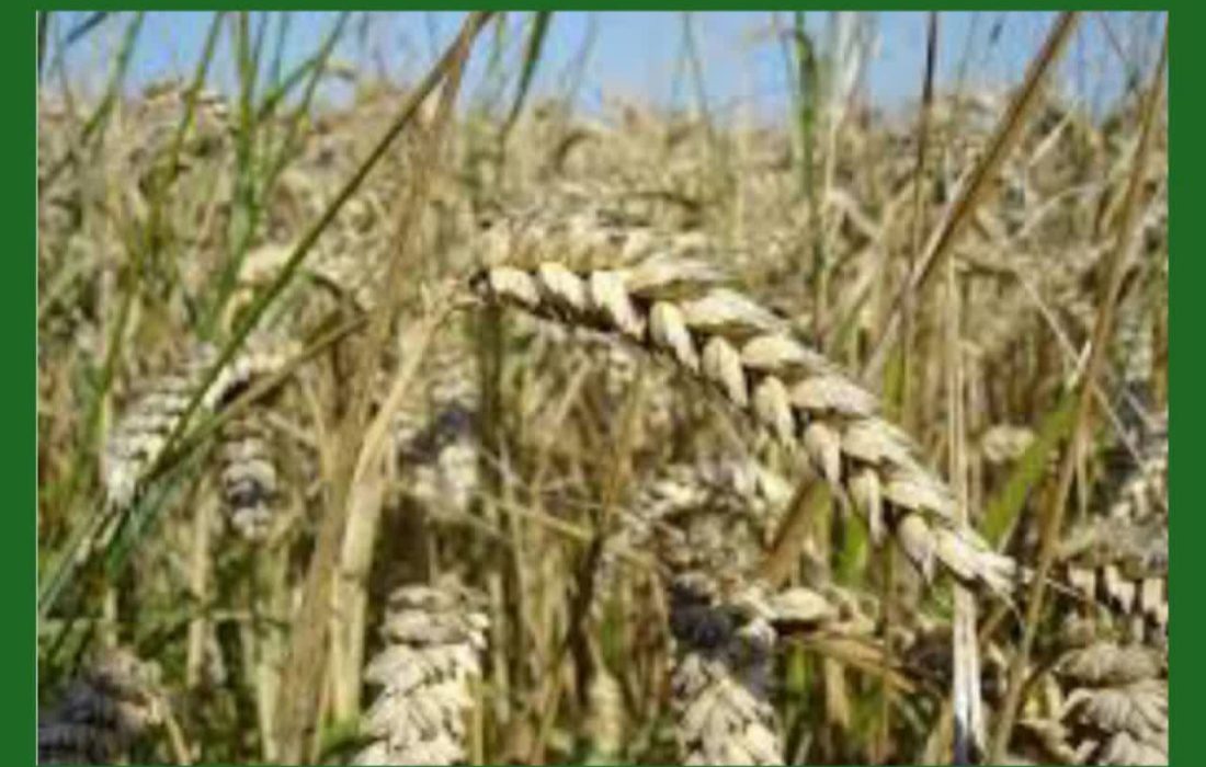 رئیس سازمان جهاد کشاورزی گیلان:  امسال ۱۲ هزار تن گندم و ۷۰۰۰ تن جو از سطح مزارع گیلان برداشت شد