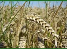 رئیس سازمان جهاد کشاورزی گیلان:  امسال ۱۲ هزار تن گندم و ۷۰۰۰ تن جو از سطح مزارع گیلان برداشت شد