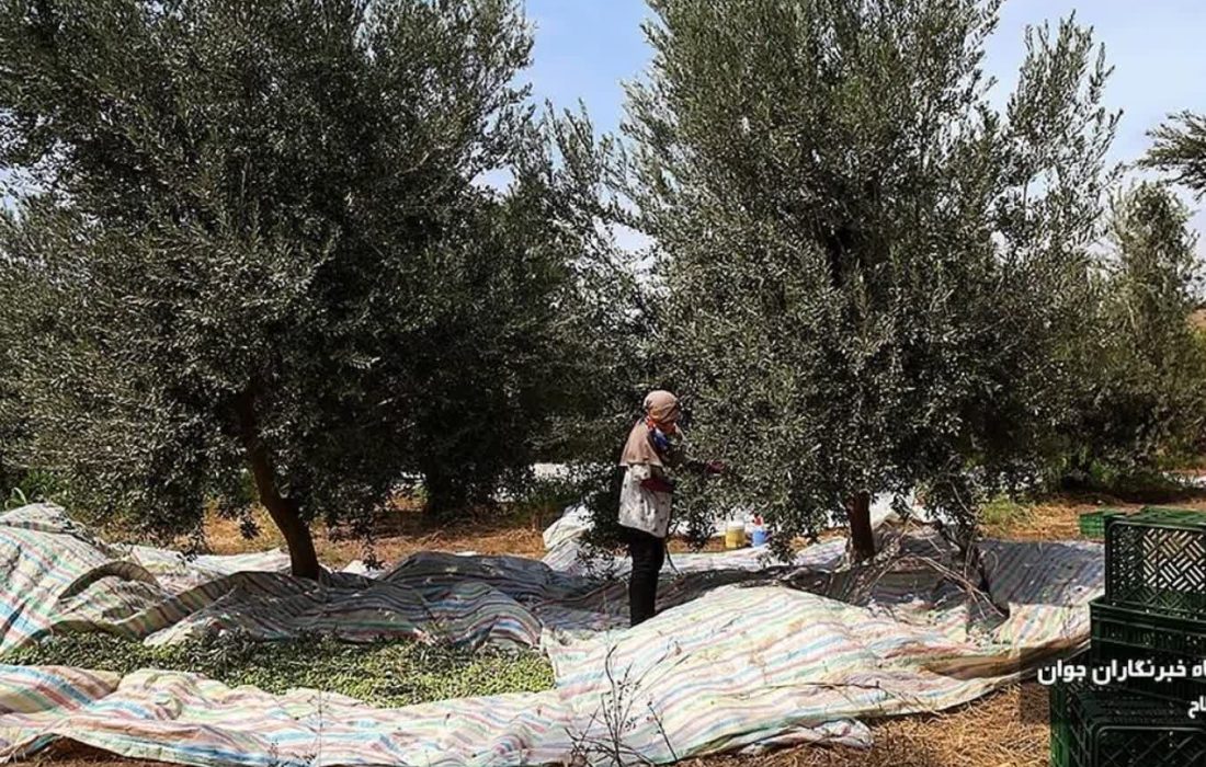 رئیس سازمان جهاد کشاورزی گیلان خبر داد: پیش بینی برداشت ۲۶ هزار تُن میوه زیتون در گیلان