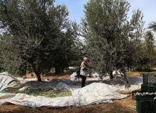 رئیس سازمان جهاد کشاورزی گیلان خبر داد: پیش بینی برداشت ۲۶ هزار تُن میوه زیتون در گیلان