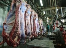 معاون سازمان جهاد کشاورزی گیلان خبر داد: رشد تولید گوشت قرمز در گیلان