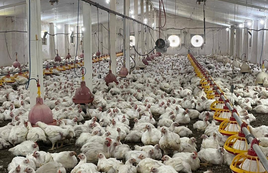 عرضه ۱۸ تن مرغ گوشتی توسط مددجویان زندان لاهیجان