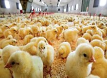تولید بیش از ۱۹۶ میلیون قطعه جوجه در گیلان