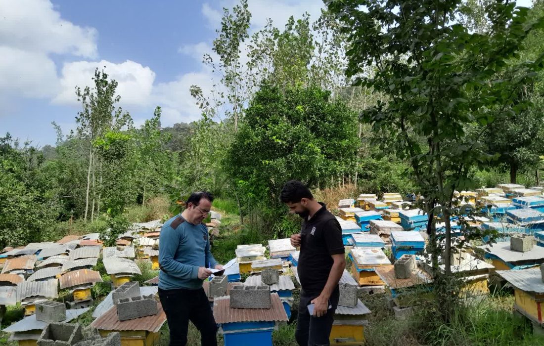 رئیس سازمان جهاد کشاورزی گیلان خبر داد: افزایش ۲۱ درصدی تولید عسل در گیلان با کاهش مصرف شکر