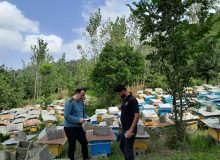 رئیس سازمان جهاد کشاورزی گیلان خبر داد: افزایش ۲۱ درصدی تولید عسل در گیلان با کاهش مصرف شکر