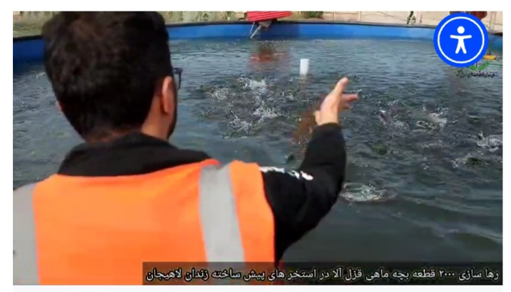 رها سازی ۲۰۰۰قطعه ماهی قزل آلا در مرکز اشتغال  زندان لاهیجان