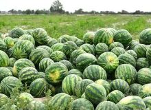 توزیع کود ده ماهه سال جاری در باغات هندوانه استان گیلان