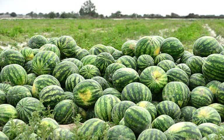 توزیع کود ده ماهه سال جاری در باغات هندوانه استان گیلان