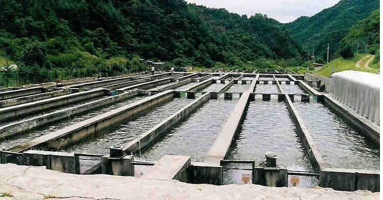 شرکت خدمات حمایتی کشاورزی استان گیلان تامین کننده نیار کودی استخرهای پرورش ماهی