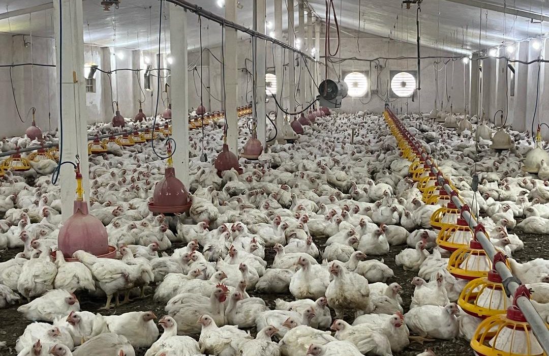 ۲۱ تن مرغ گوشتی و بیش از ۲ تن ماهی توسط زندانیان لاهیجان به بازار عرضه شد