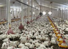 ۲۱ تن مرغ گوشتی و بیش از ۲ تن ماهی توسط زندانیان لاهیجان به بازار عرضه شد