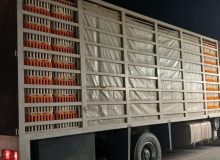 توقيف ۴ تن مرغ زنده فاقدمجوز حمل در رودبار