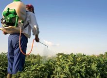 سموم کشاورزی با کیفیت بالا توزیع می شود