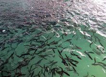 آغاز رهاسازی بچه‌ماهیان تولیدشده مراکز بازسازی ذخائر گیلان از هفته اول خردادماه