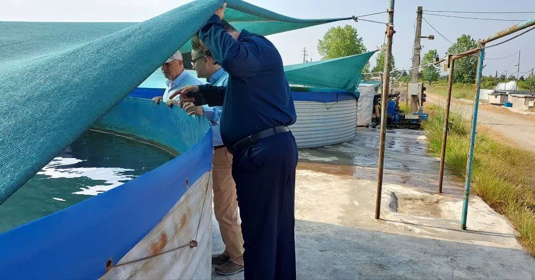 مدیرکل شیلات گیلان: تکثیر موفق ماهیان خاویاری شیپ و قره‌برون در گیلان