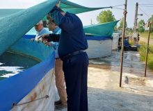 مدیرکل شیلات گیلان: تکثیر موفق ماهیان خاویاری شیپ و قره‌برون در گیلان