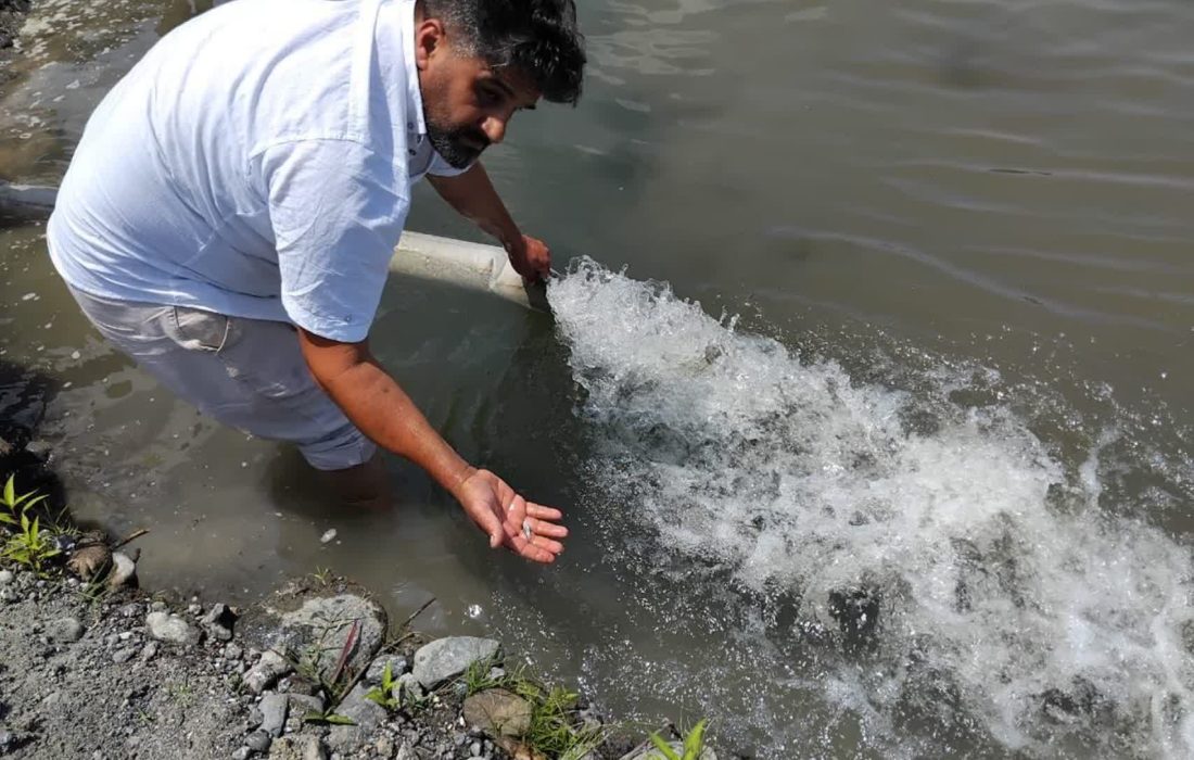 تکثیر و رهاسازی بیش از ۲۰ میلیون بچه ماهیان سفید در رودخانههای سهگانه غرب گیلان