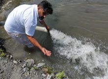 تکثیر و رهاسازی بیش از ۲۰ میلیون بچه ماهیان سفید  در رودخانه‌های  سه‌گانه غرب گیلان