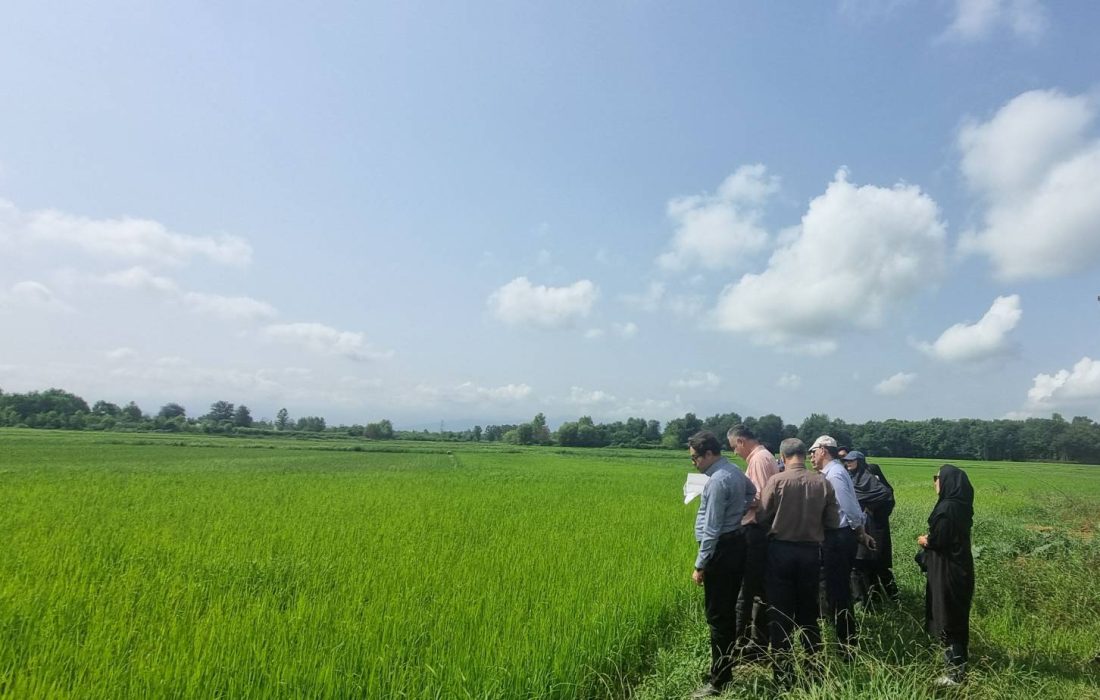 در راستای تدوین سند استانی سلامت محصولات کشاورزی؛ وضعیت شالیزارهای رشت ارزیابی می‌شود