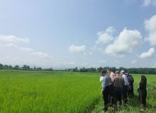 در راستای تدوین سند استانی سلامت محصولات کشاورزی؛ وضعیت شالیزارهای رشت ارزیابی می‌شود