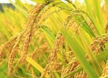 طرح جهش تولید برنج برای نخستین بار در گیلان اجرایی شد