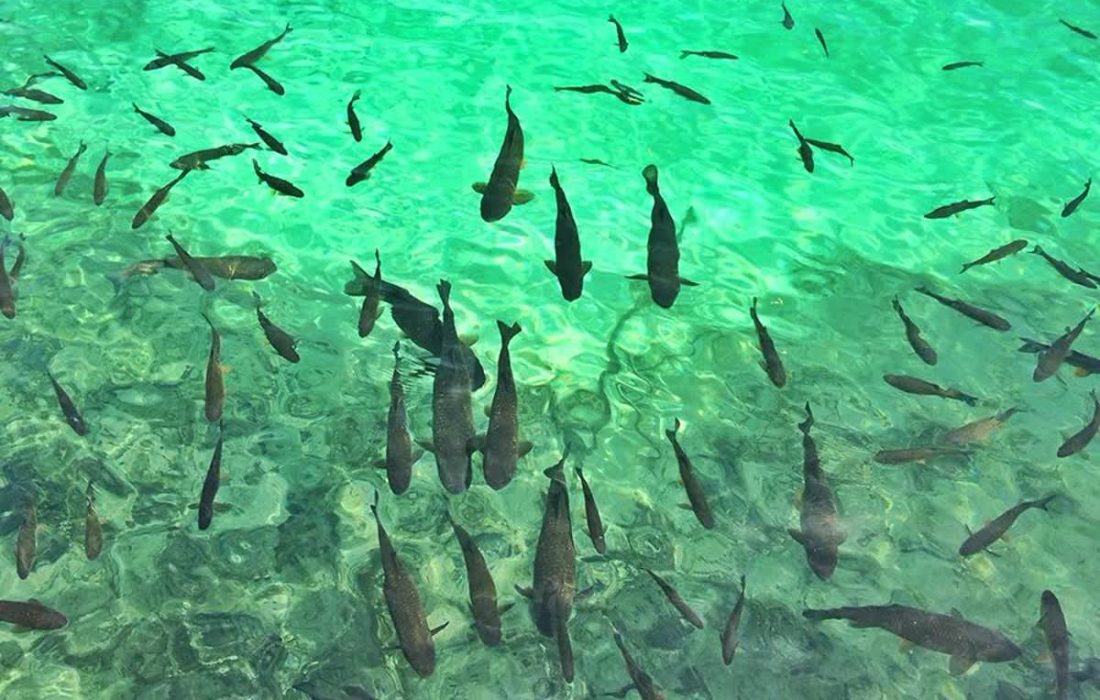 کود شیمیایی، موتور تولید اکسیژن و غذای طبیعی در استخرهای پرورش ماهی” /مدیر شرکت خدمات حمایتی کشاورزی گیلان: توزیع ۴۴۸ تن کود ازته برای جهش تولید در آبزیپروری استان