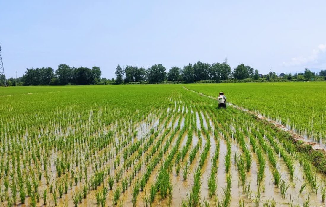 اختصاص بیش از ۲۳۵۹۶ تن کود یارانه ای به مزارع شلتوک در گیلان قطب  تولید برنج مرغوب