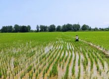 اختصاص بیش از ۲۳۵۹۶ تن کود یارانه ای به مزارع شلتوک در گیلان قطب  تولید برنج مرغوب