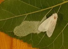 مبارزه با آفت پروانه سفید در گیلان ادامه دارد