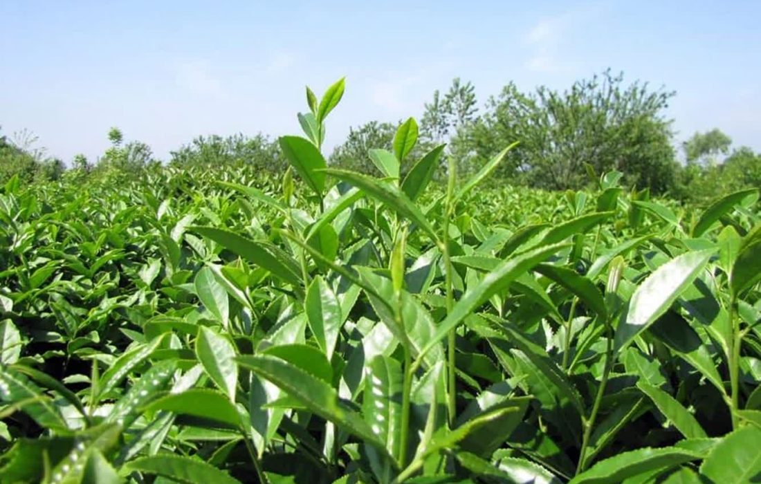 چاییکاران مقدار بیش از ۲۸۲۹ تن از سهمیه کود خود را در چهارماهه ی اول سال جاری دریافت کردند