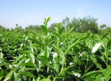 چاییکاران مقدار بیش از ۲۸۲۹ تن از سهمیه کود خود را در چهارماهه ی اول سال جاری دریافت کردند