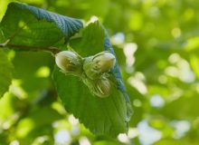 حمایت از کشاورزان فندق‌کار گیلان با توزیع بیش از ۳۱۴ تن کود