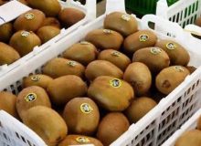 کودرسانی منظم به باغات کیوی گیلان؛ افزایش کیفیت و کمیت محصول در راه است