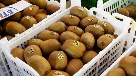 کودرسانی منظم به باغات کیوی گیلان؛ افزایش کیفیت و کمیت محصول در راه است