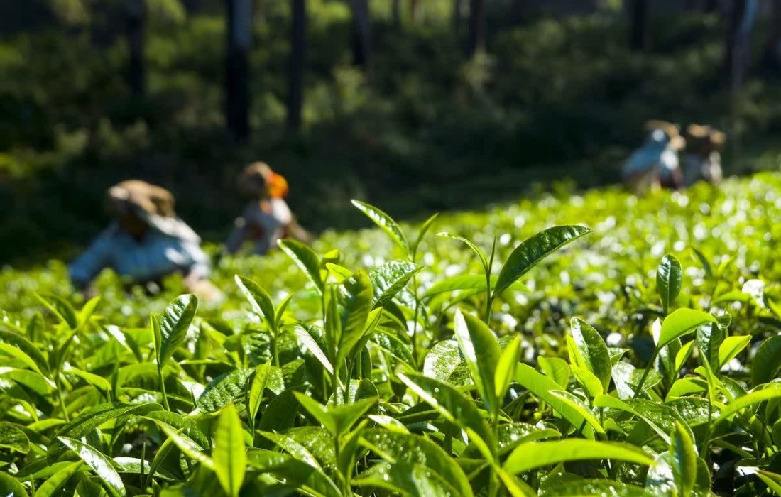 رشد بهرهوری باغات چای گیلان با توزیع هزاران تن کود شیمیایی
