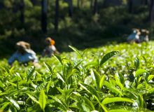 رشد بهره‌وری باغات چای گیلان با توزیع هزاران تن کود شیمیایی