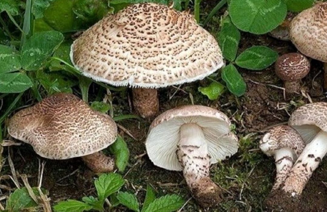 معاون بهداشتی دانشگاه هشدار داد: از مصرف قارچ‌های وحشی و خود رو در طبیعت خودداری کنید