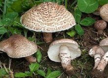 معاون بهداشتی دانشگاه هشدار داد: از مصرف قارچ‌های وحشی و خود رو در طبیعت خودداری کنید