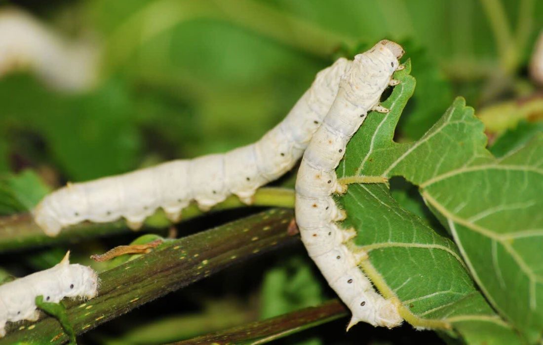 حمایت ویژه از کشاورزان نوغان با توزیع کودهای مرغوب در باغات توت گیلان