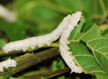 حمایت ویژه از کشاورزان نوغان با توزیع کودهای مرغوب در باغات توت گیلان