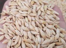 جهش قیمت جو در سال جاری؛ فرصتی طلایی برای کشاورزان و سودآوری بی‌سابقه