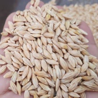 جهش قیمت جو در سال جاری؛ فرصتی طلایی برای کشاورزان و سودآوری بی‌سابقه