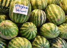 دغدغه شرکت خدمات حمایتی کشاورزی گیلان توزیع به موقع نهاده ها برای محصول باکیفیت اصلی شب یلدا