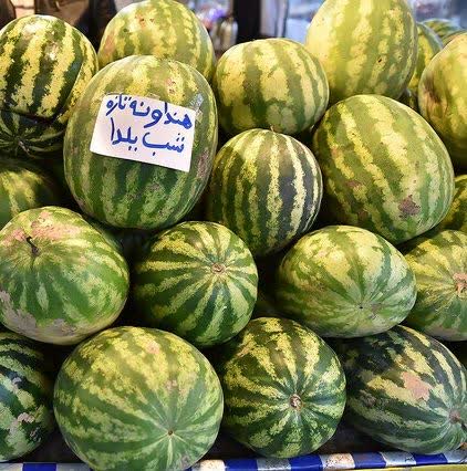 دغدغه شرکت خدمات حمایتی کشاورزی گیلان توزیع به موقع نهاده ها برای محصول باکیفیت اصلی شب یلدا