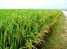 شلتوک گیلان نفس تازه می‌گیرد؛ مزارع شلتوک محلی با بیش از ۲۶ هزار تن کود غنی شدند 