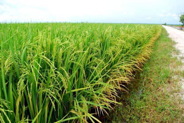 شلتوک گیلان نفس تازه می‌گیرد؛ مزارع شلتوک محلی با بیش از ۲۶ هزار تن کود غنی شدند 