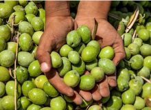 افزون بر ۱۰ هزار تن زیتون از باغ‌های گیلان برداشت شد